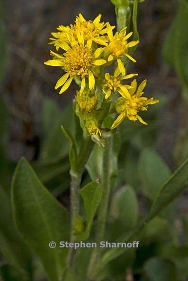 solidago multiradiata 4 graphic